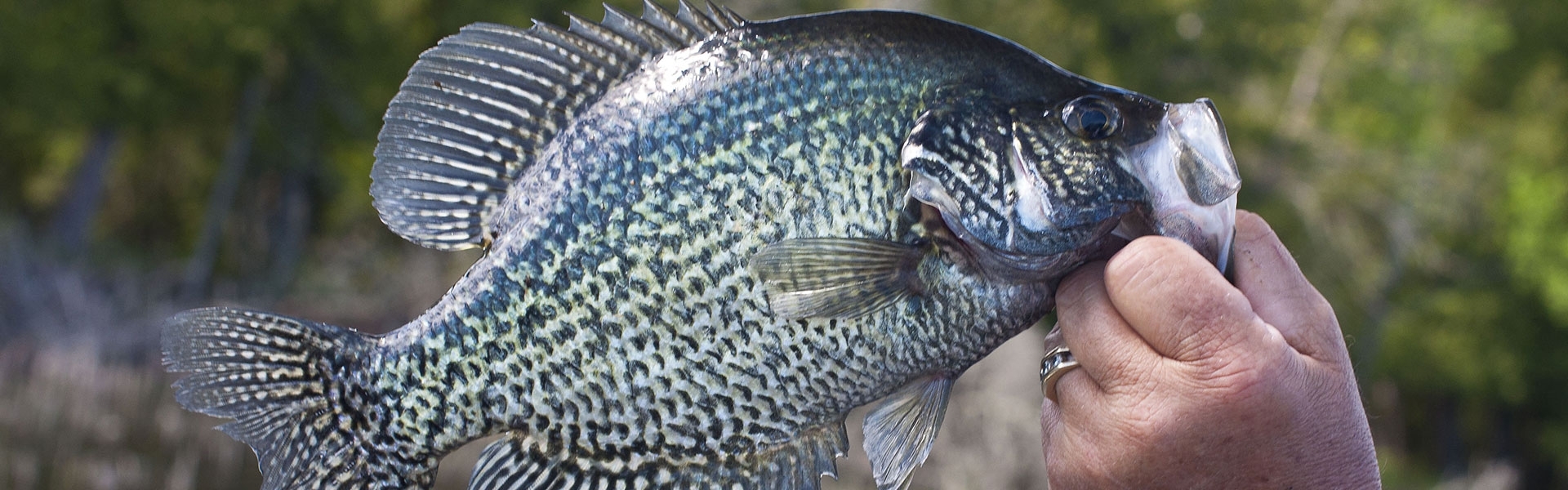 Weiss Lake Crappie Fishing Report